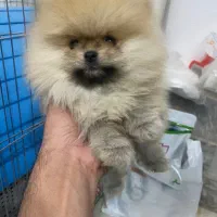 پامر دو سر خرسی اصیل