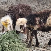 دو عدد بره ماده پلنگی بروجردی خال سیاه