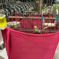 عروس هلندی نر و ماده مولد|پرنده|شهریار, شهریار|دیوار