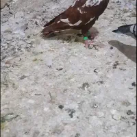 میلومنز نر بشرط