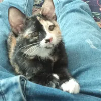 واگذاری گربه DSH
