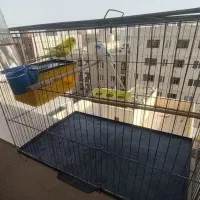 مرغ عشق نر و ماده