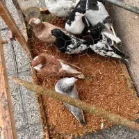 کفتر|پرنده|مشهد, مقدم|دیوار