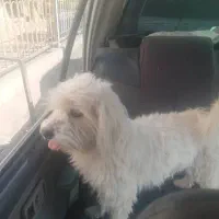 سگ شیتزو خانگی