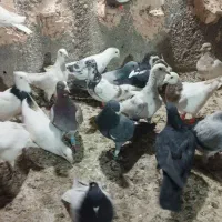 کفتر پرشی به شرط|پرنده|عطاملک, |دیوار