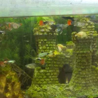 ماهی گوپی(گپی)|ماهی|کرمانشاه, |دیوار