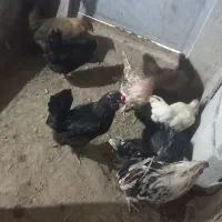 مرغ وخروس گلین
