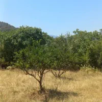 زمین مسکونی در روستا ی بنفشتپه در جاده قدیم کردکوی|فروش زمین و ملک کلنگی|گرگان, |دیوار