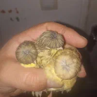 قناری گلاستر