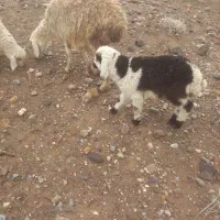 میش زاییده بره نر