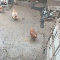 مرغ برهماوغوغاز|حیوانات مزرعه|بروجرد, |دیوار