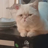 واگذاری اگزوتیک و بریتیش نر|گربه|پردیس, فاز ۳|دیوار