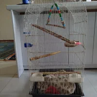 قفس عروس
