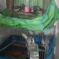 جفت عروس هلندی، و سه عروس هلندی جوان|پرنده|سیاهکل, |دیوار