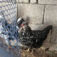 مرغ گلین خالسوزنی