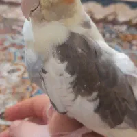 گمشده (زیباشهر)(کوپیته)