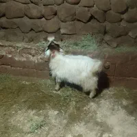 بزغاله|حیوانات مزرعه|باسمنج, |دیوار