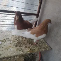 جفت نرو ماده ساده فروشی|پرنده|خلیل آباد, |دیوار