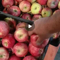 سیب دورنگ بروجرد|خوردنی و آشامیدنی|تهران, والفجر (افسریه)|دیوار