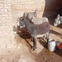 خراروم|حیوانات مزرعه|نیشابور, شهرکهنه|دیوار