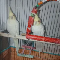 دو جفت عروس هلندی|پرنده|گرمی, |دیوار