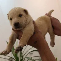 سگ نگهبان|سگ|چابهار, |دیوار