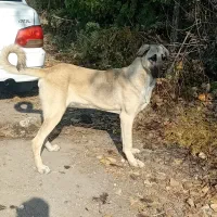 واگذاری توله سگ پژدر عراقی|سگ|پارسآباد, |دیوار