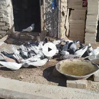 کبوتر تهرانی