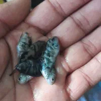 ماهی اسکارتایگر،پرت پلار|ماهی|کاشمر, |دیوار