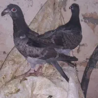 جوجه المانی