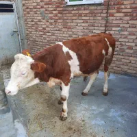 گوساله نر سیمینتال شرابی