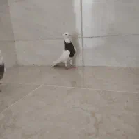 جفت ماده طوقی