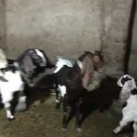 ۸راس بزپاکستانی|حیوانات مزرعه|شهریار, یوسف آباد صیرفی|دیوار