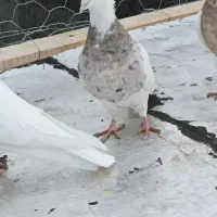 کبوتر|پرنده|سنندج, |دیوار