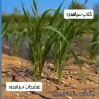 عرقیات سیاه دره