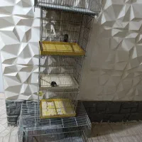 5تا قفس پرنده|لوازم جانبی حیوانات|جاجرود, |دیوار