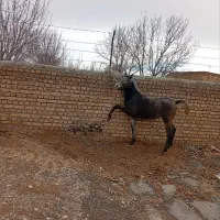 حیوان|اسب و تجهیزات اسبسواری|شازند, |دیوار