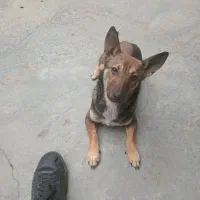 سگ ماده پاکوتاه