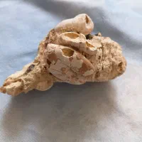 سنگ فسیل صدف ستاره دریایی  بسیار زبیا