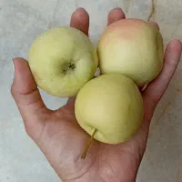 سیب ارگانیک
