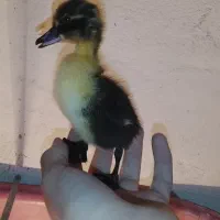 جوجه اردک به فروش می رسد