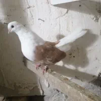 کبوتر پر و فیت و تهرونی