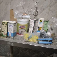 ۴ جفت عروس هلندی مولد|پرنده|سلماس, |دیوار