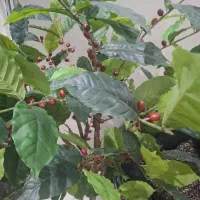 درختچه|گل مصنوعی|گرمدره, |دیوار