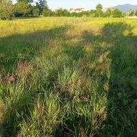 زمین-زراعی-250متر