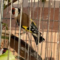 سهره سر سیاه