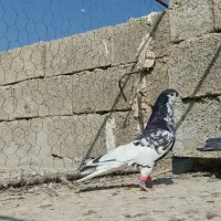 یال سیاه طوقی و سرخ|پرنده|کازرون, |دیوار