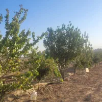 فروش باغ پسته ۷ ساله|فروش دفتر صنعتی، کشاورزی، تجاری|گناباد, |دیوار