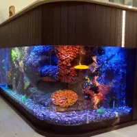 نصب وراه اندازی وسرویس آکواریوم|ماهی|کرج, عظیمیه|دیوار