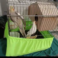 عروس هلندی با تخم